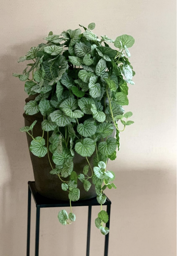 XXL hangplant - 1 in de pot op de foto!