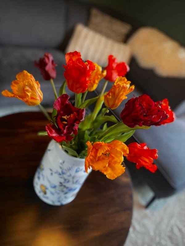 Luxe Parrot tulpen | donker rood/oranje