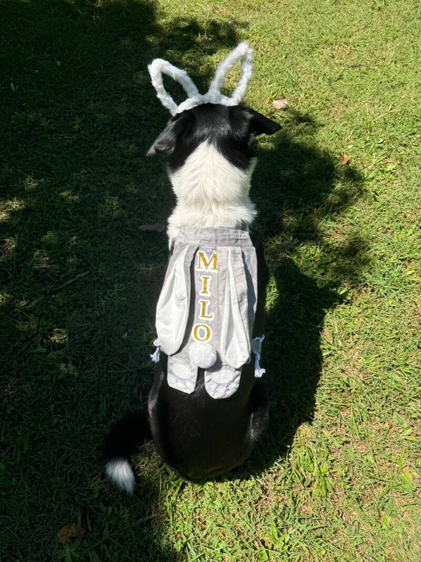 Bunny Backpacks