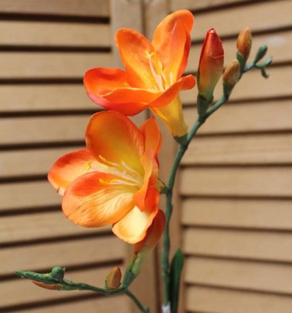 Freesia oranje