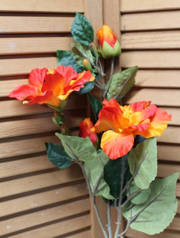 Hibiscus rood/oranje
