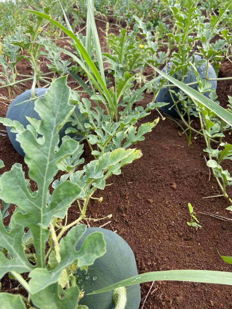 img_8974-standard.jpg