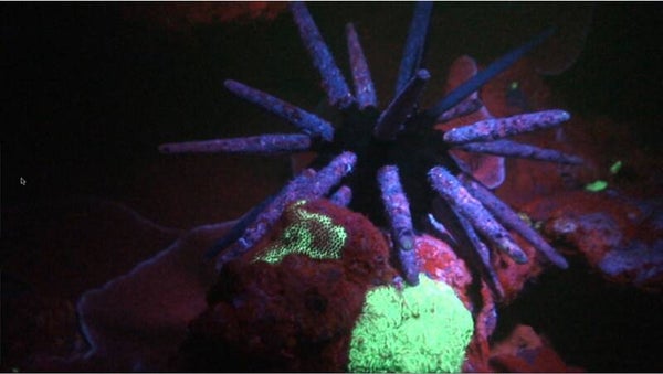 MINI uni LED-module UV/blauw licht