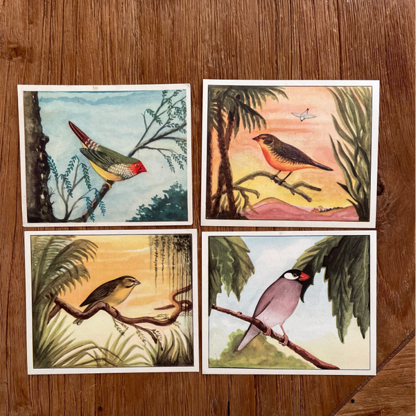 Set van 7 illustraties 'Tropische Zaadetende vogels, 1954-1955