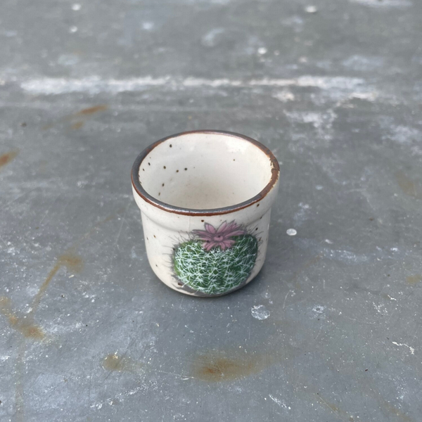 Miniatuur bloempotje, cactus