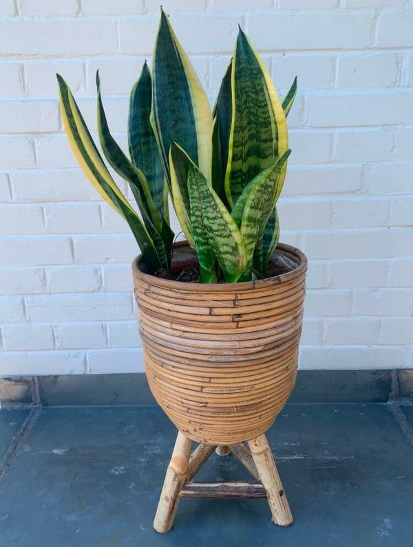 Retro grote bamboe plantenbak op poten