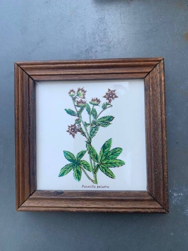 Tegeltje Wateraardbei in lijstje