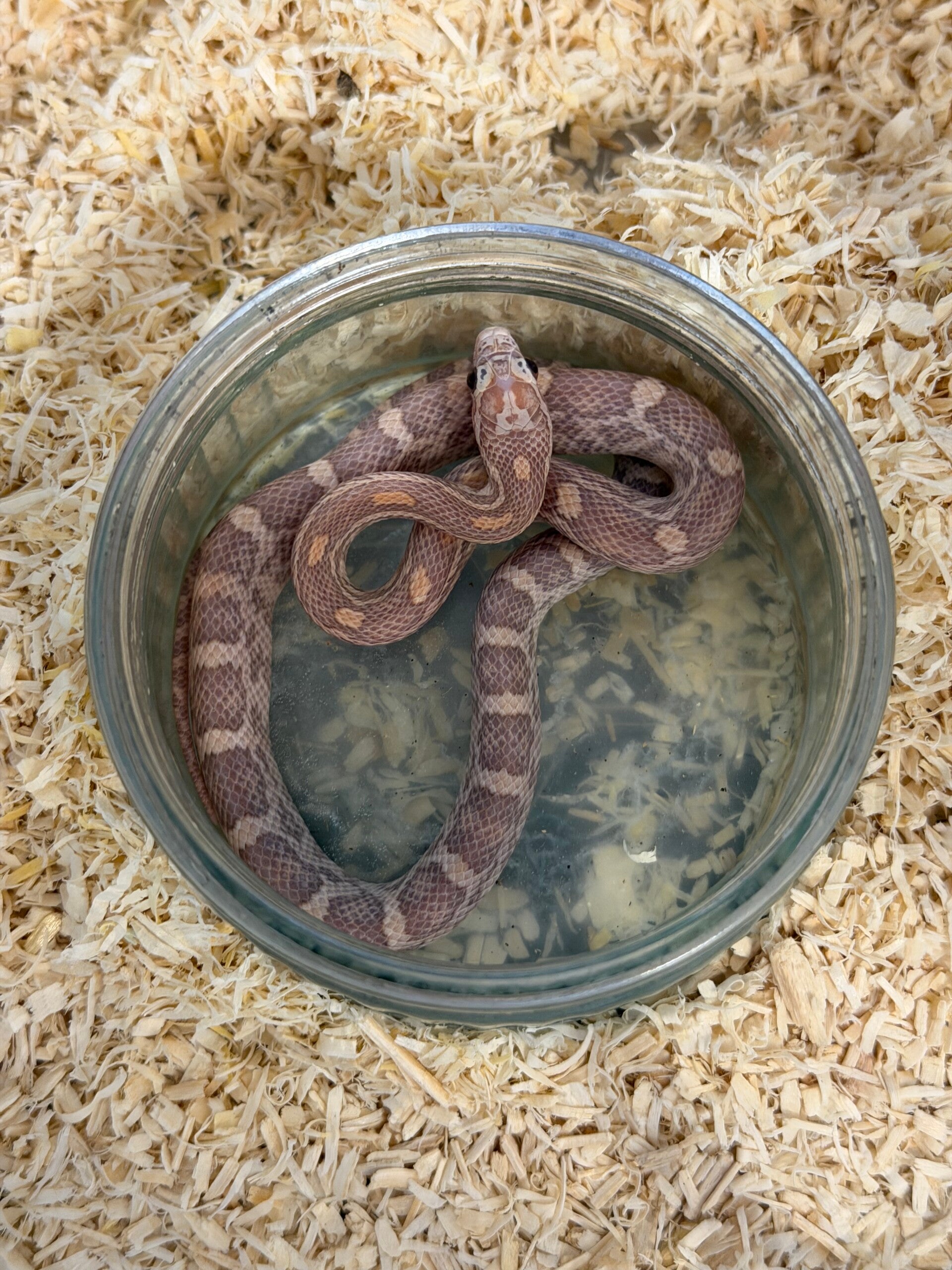 Lavander corn snake