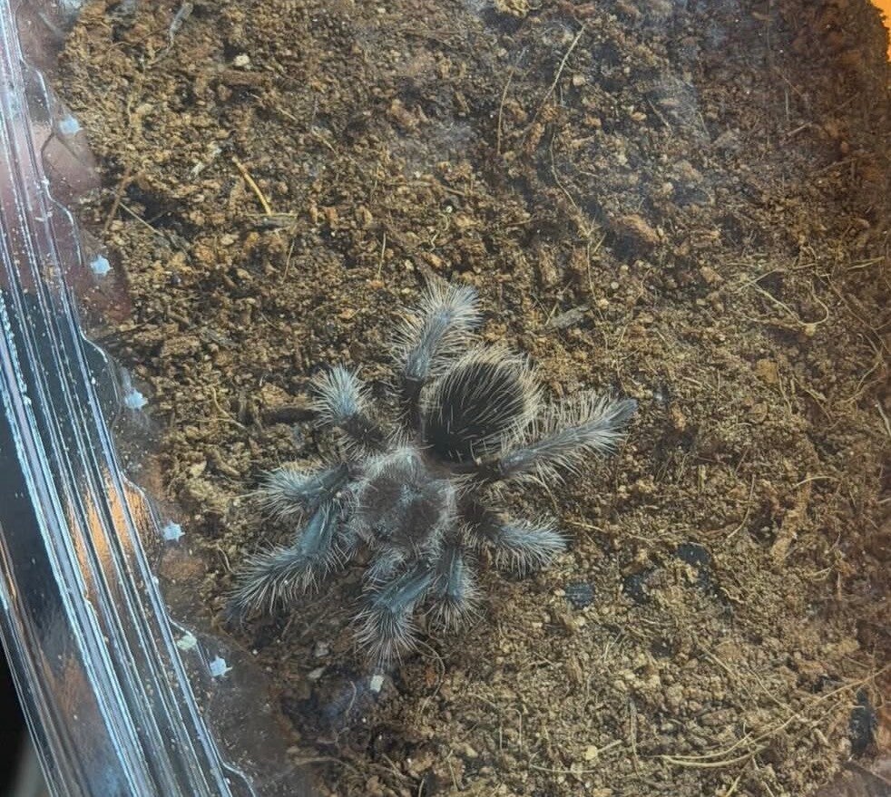 True Form curly Hair Taratula