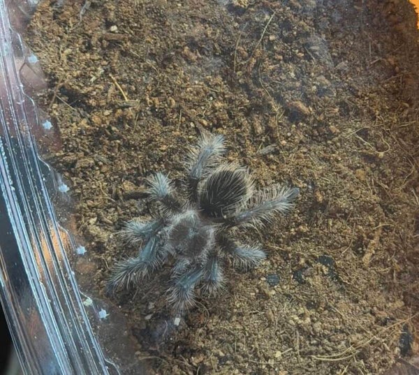 True Form curly Hair Taratula