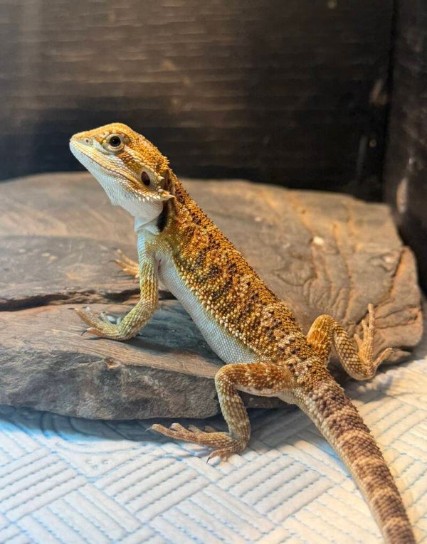 Bearded dragon