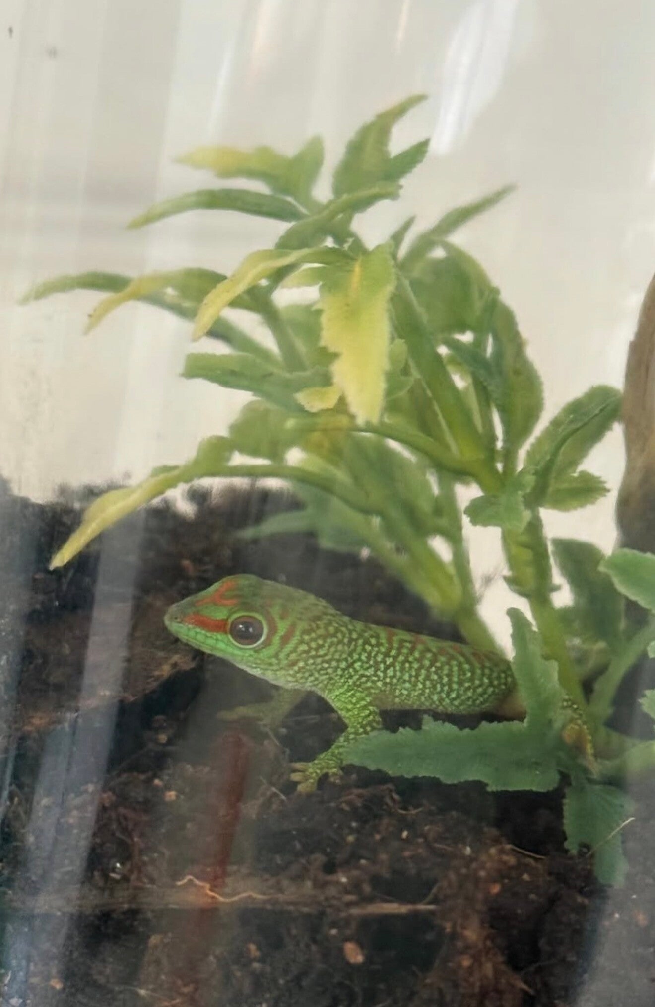 PRE ORDER!! Giant Madagascar Day gecko