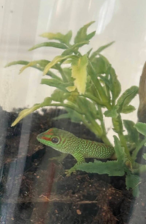 PRE ORDER!! Giant Madagascar Day gecko