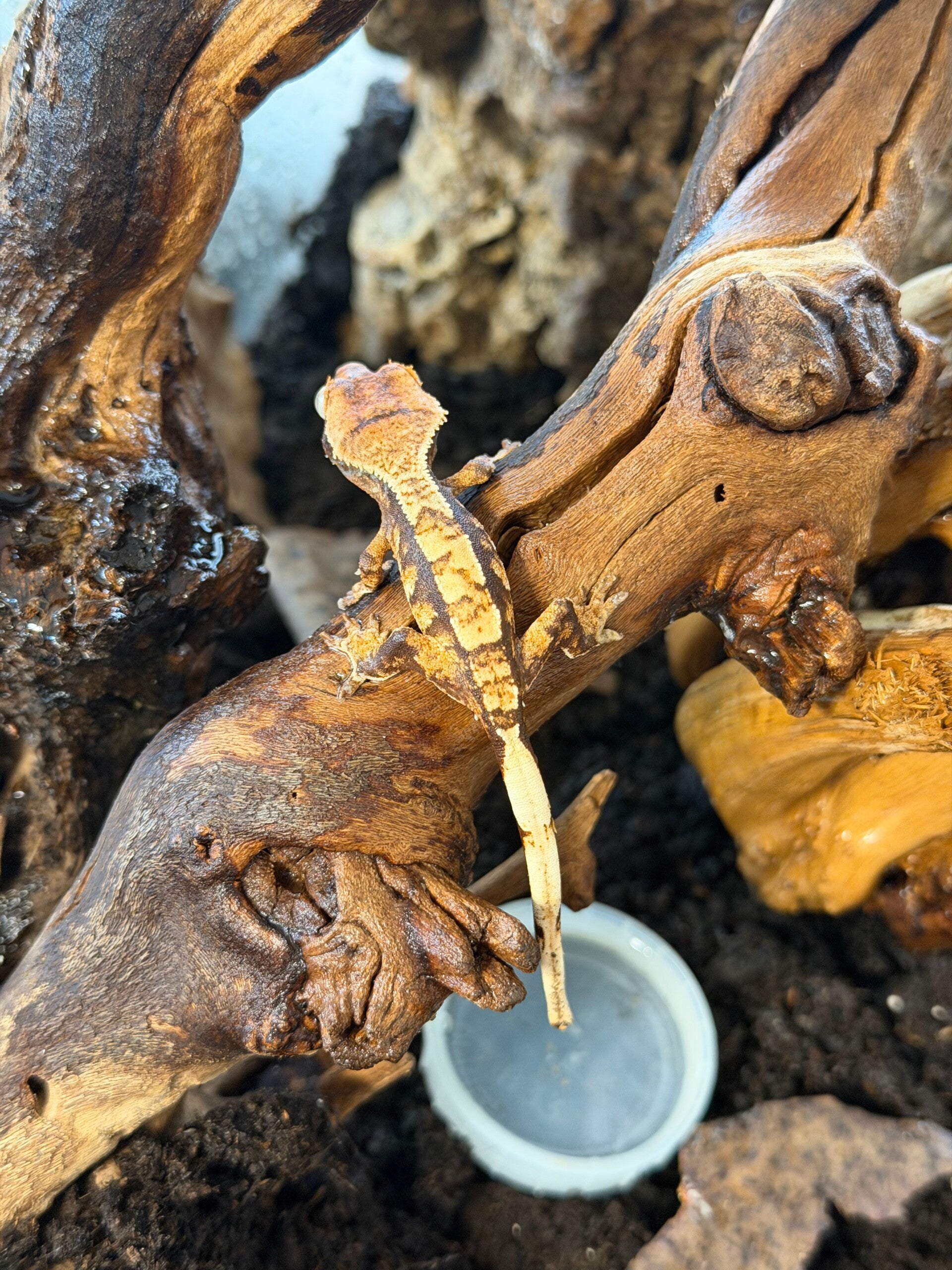 Extreme Harlequin Crested gecko