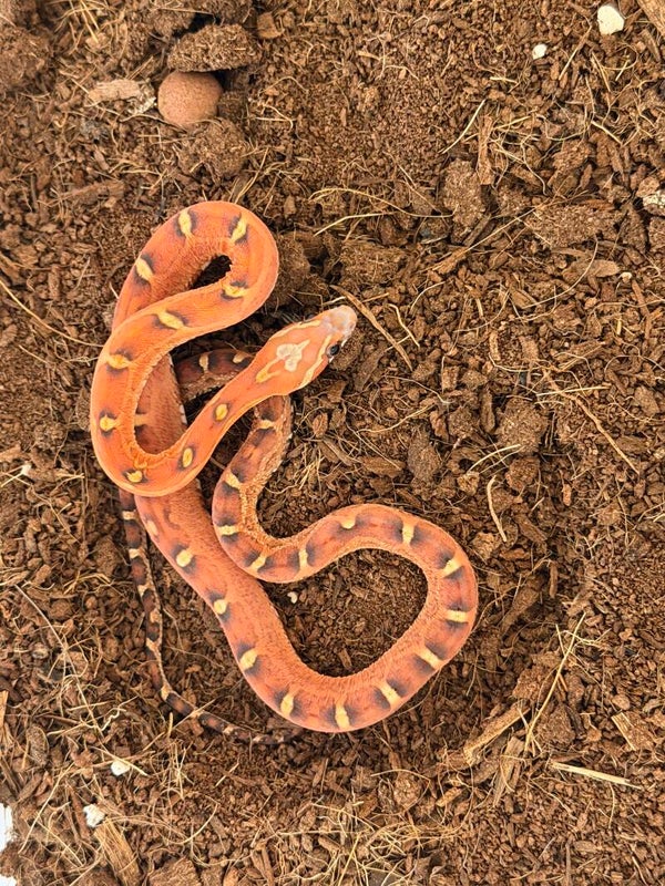 Amel Scaleless corn snake