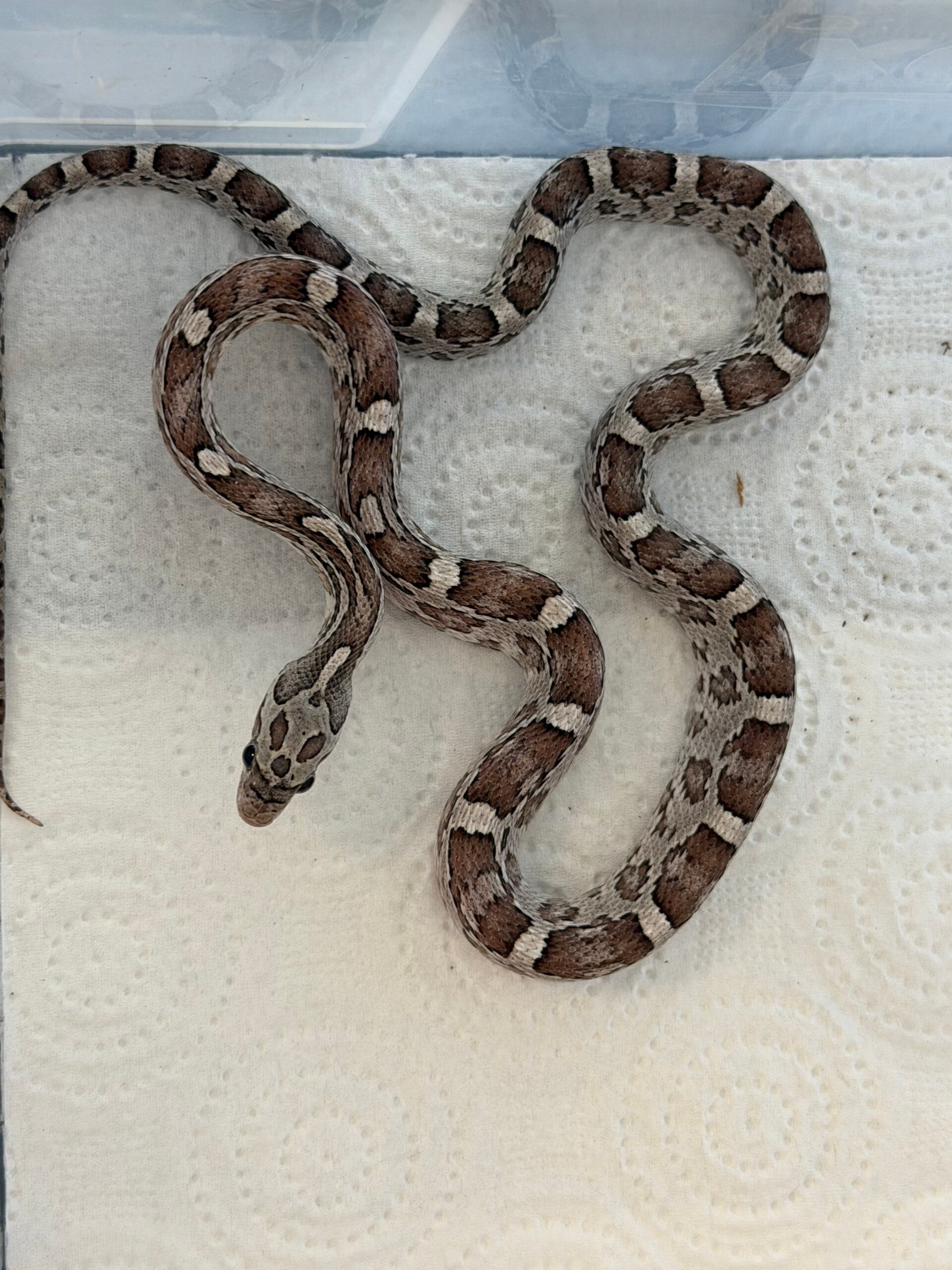 Ghost corn snake