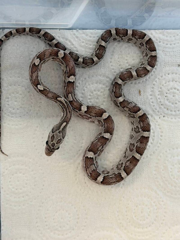 Ghost corn snake