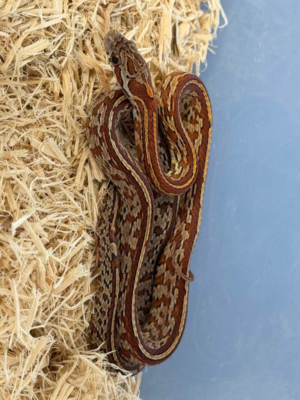 Tessera corn snake