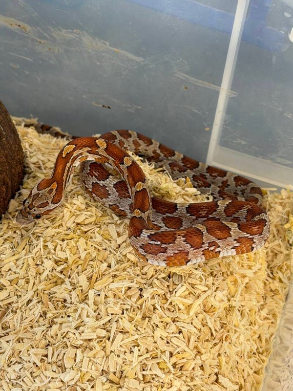 Normal Corn snake