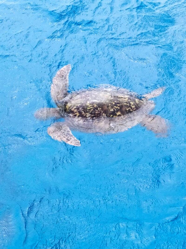 Sea life explorations