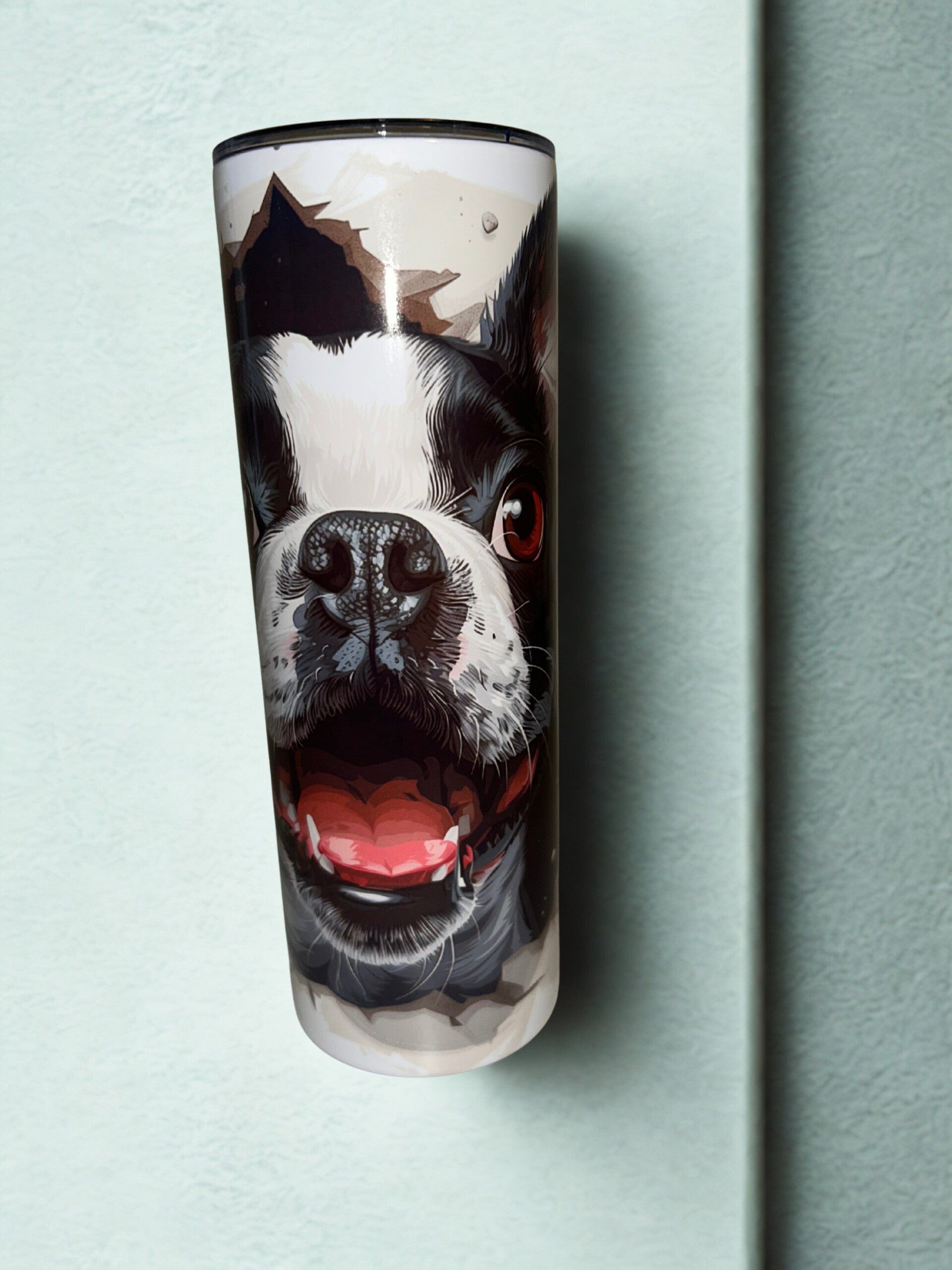 Tumbler-Boston terrier