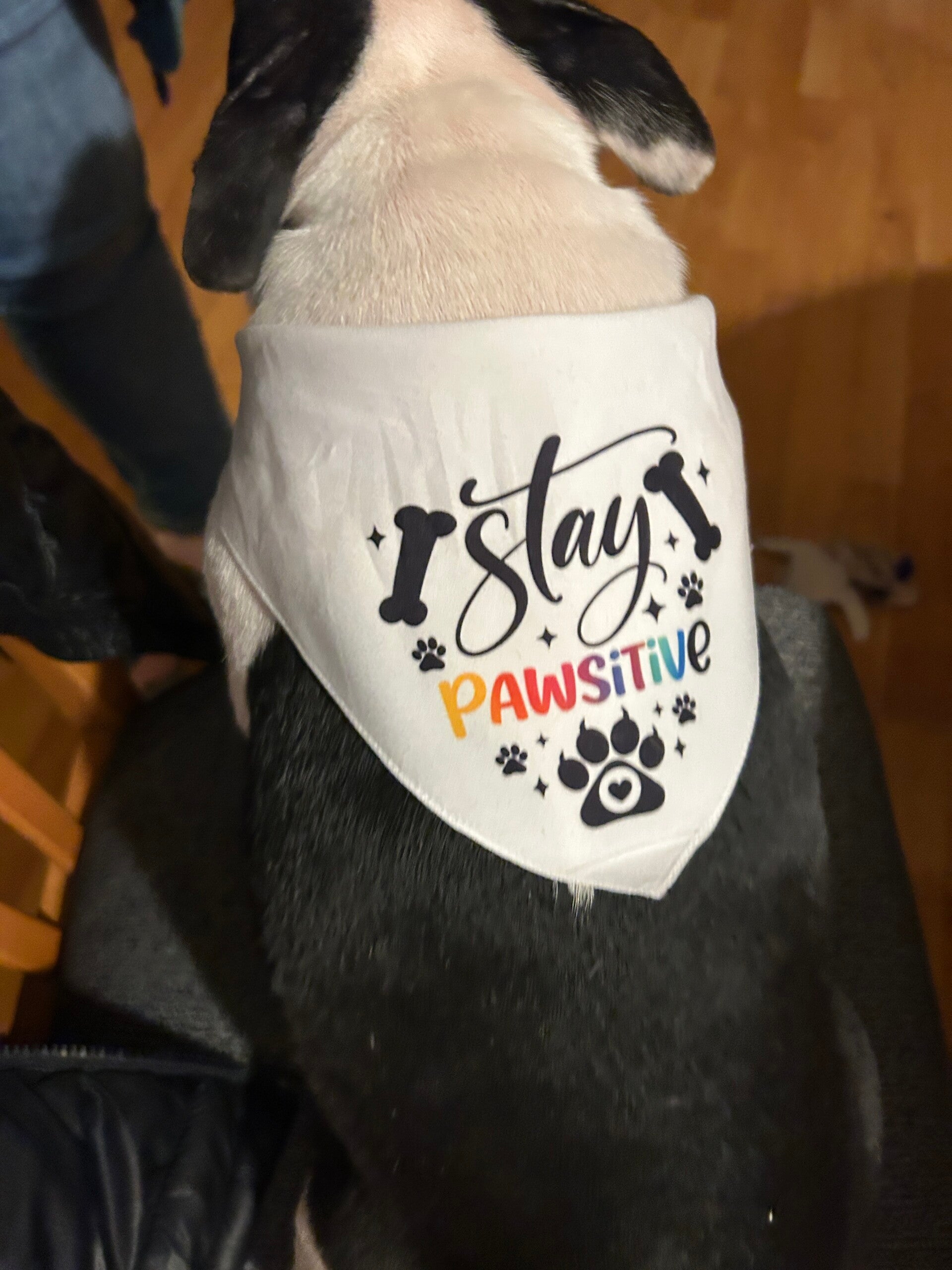 Skjerf til hund- eget motiv