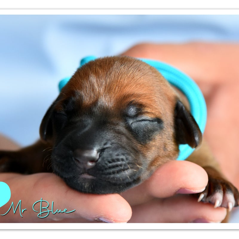 luca-mdb-wk-1-mr-blue.jpg