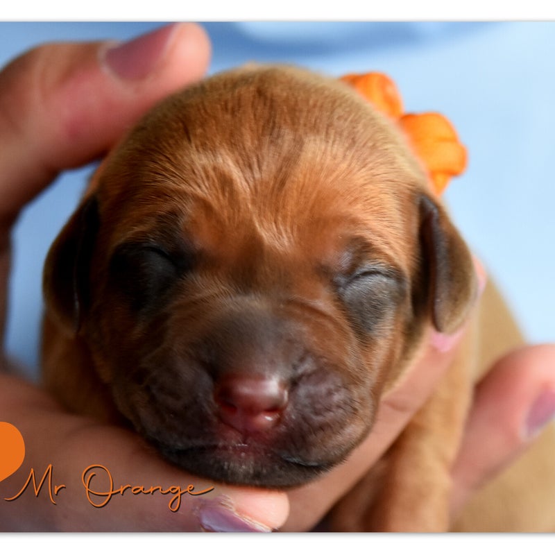 luca-mdb-wk-1-mr-orange.jpg