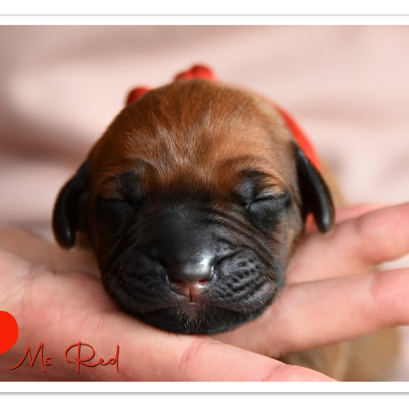 luca-mdb-wk-1-ms-red.jpg