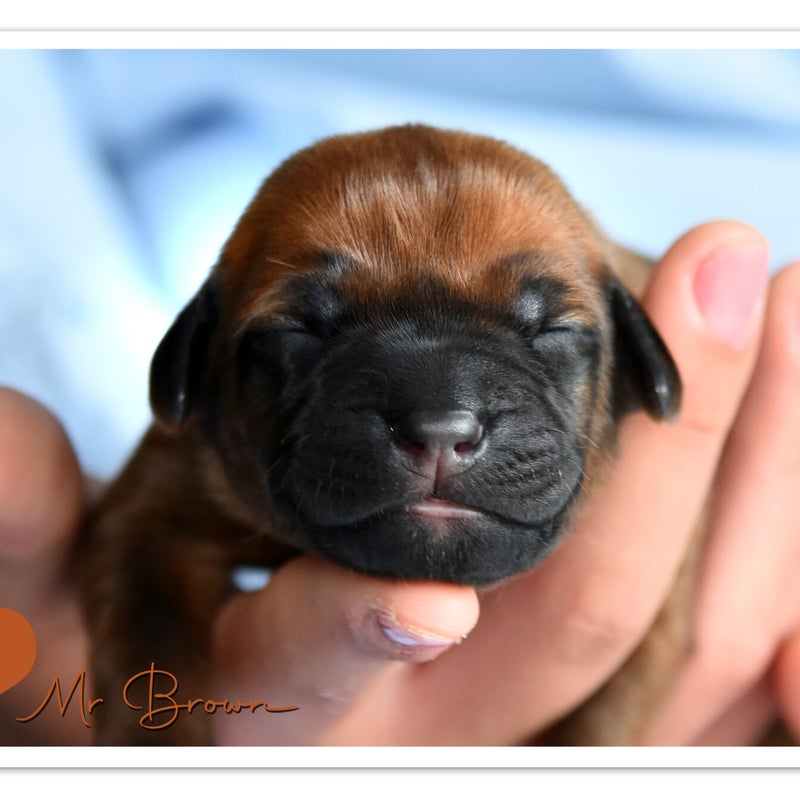 luca-mdb-wk-1-mr-brown.jpg