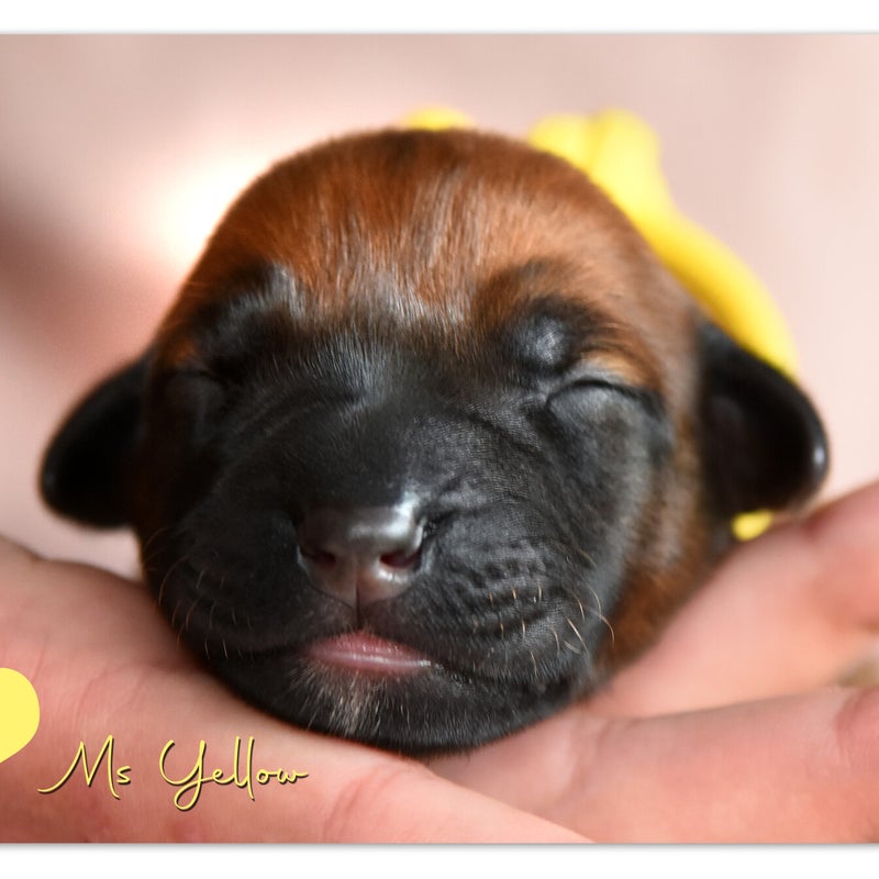 luca-mdb-wk-1-ms-yellow.jpg