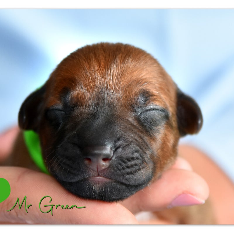 luca-mdb-wk-1-mr-green.jpg