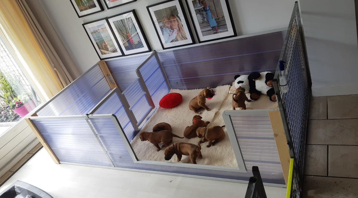 Een Dharuba pup / A Dharuba puppy / Pups / Puppies | Dharuba Rhodesian ...