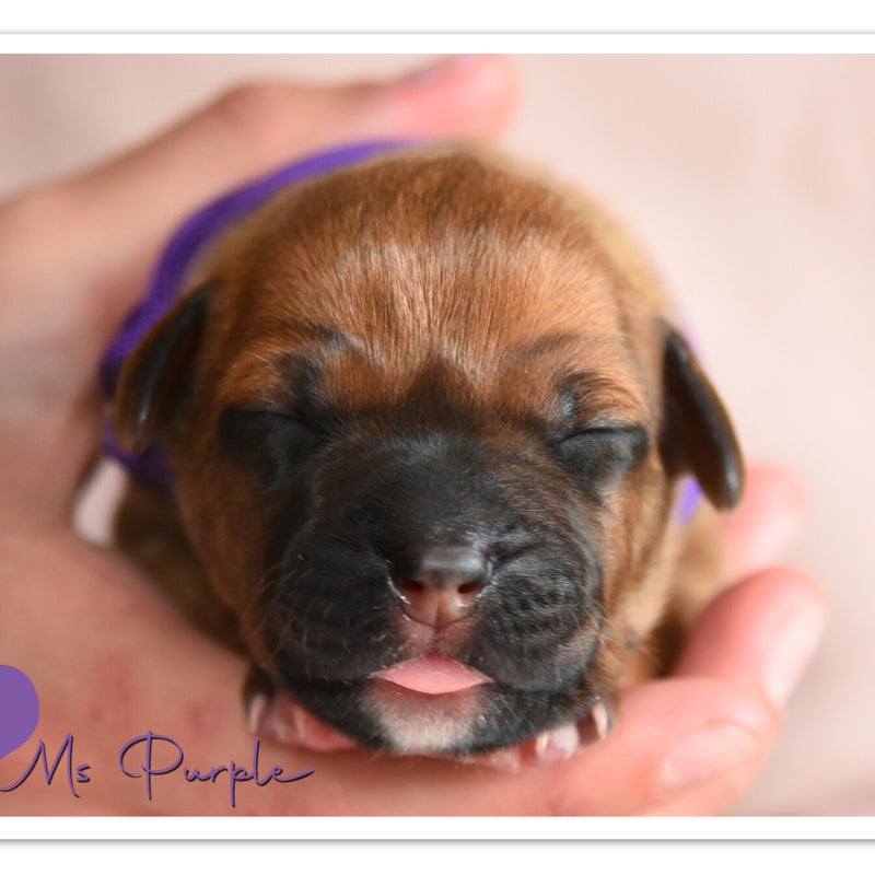 luca-mdb-wk-1-ms-purple.jpg