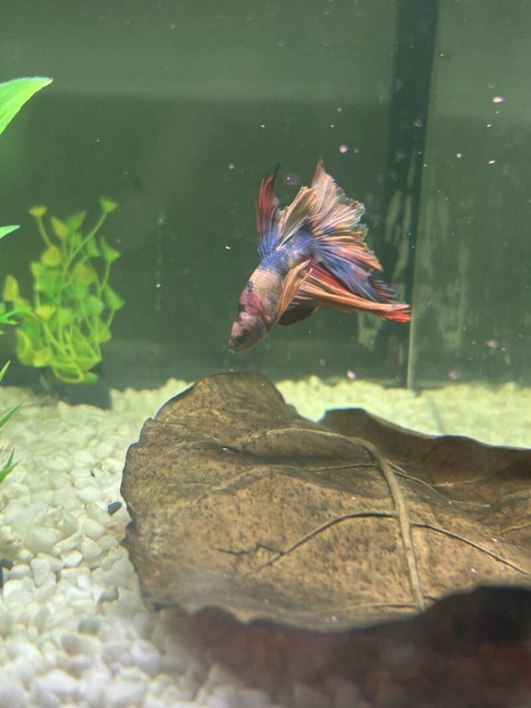koi male betta