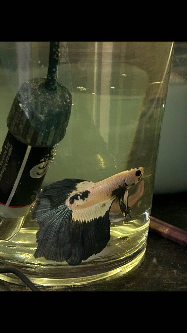 blue and white male betta