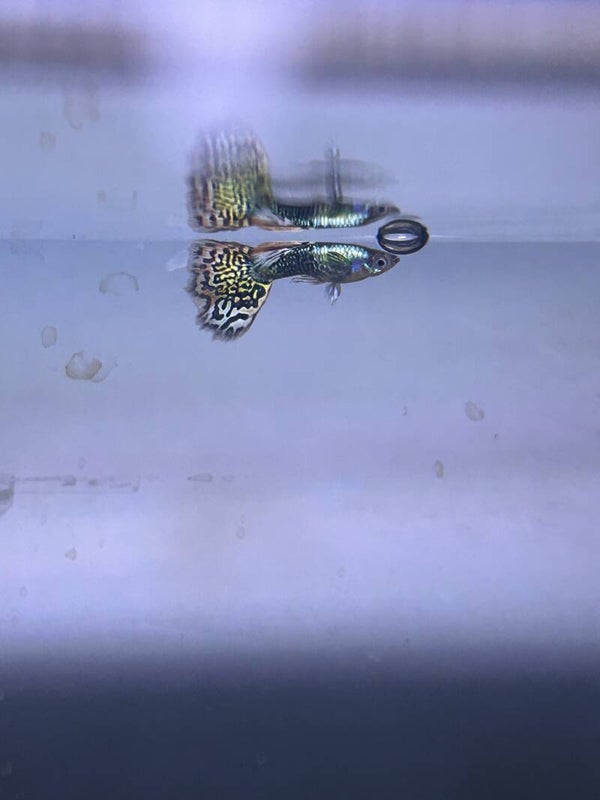 fancy guppy breeding pair
