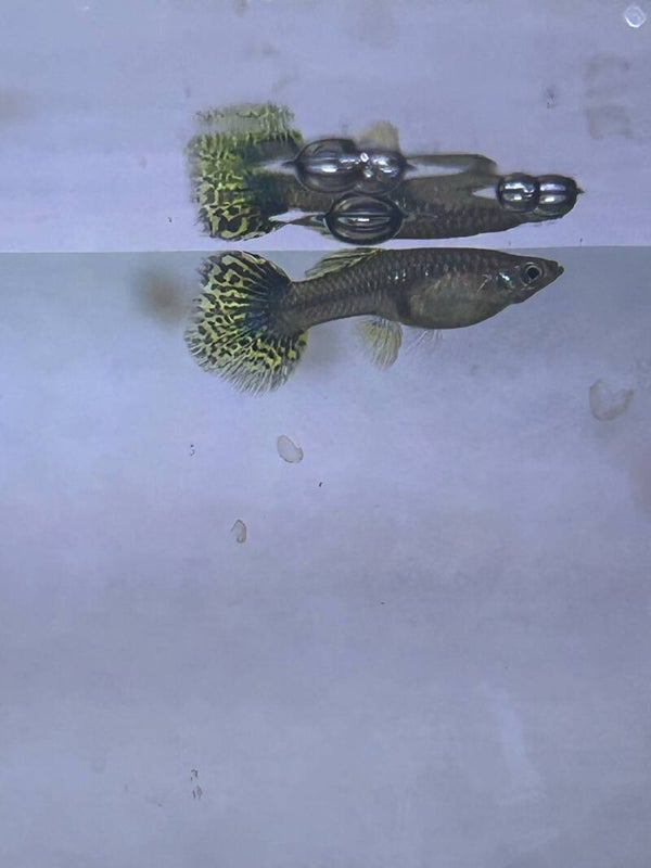 fancy female guppys