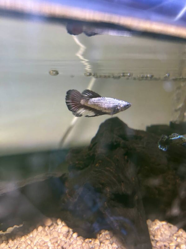 grey and red metallic female betta