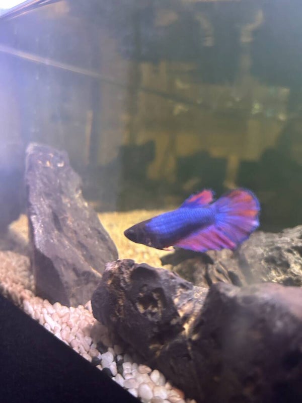 purple and pink female betta