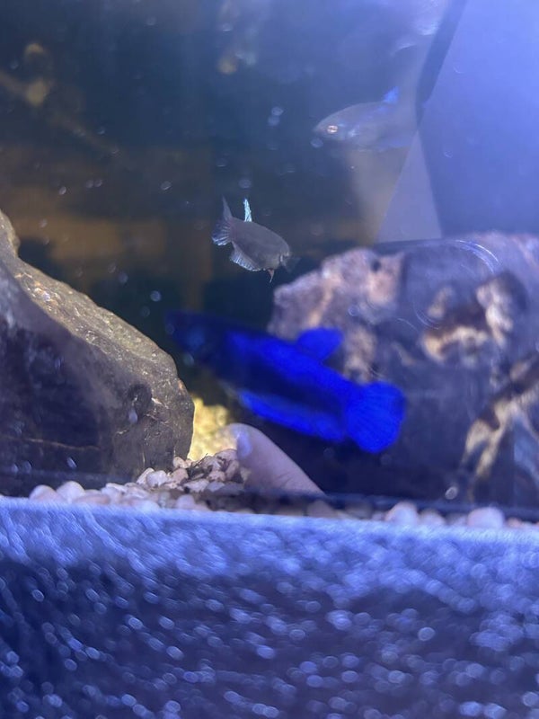 dark blue female bettas