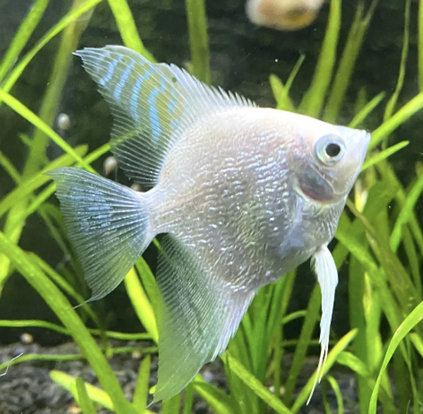 angel fish