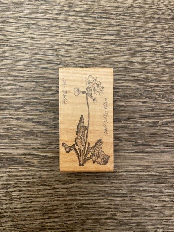 Stempel | Waldschlüsselblume