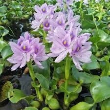 water-hyacinth-standard-xdzk7q.jpg