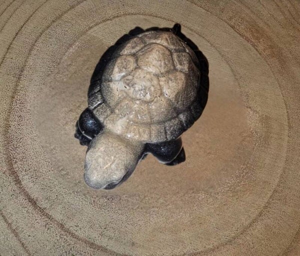 TORTUE PETITE