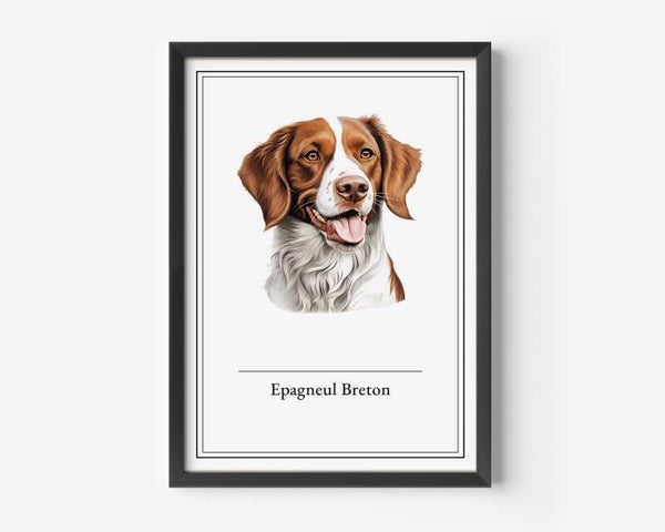 Epagneul Breton