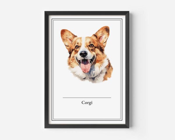 Corgi