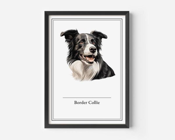 Border Collie