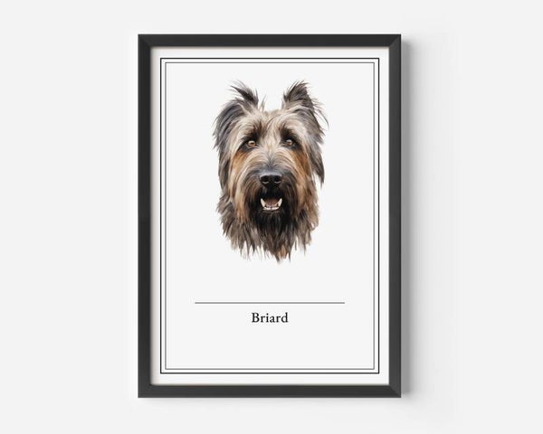 Briard