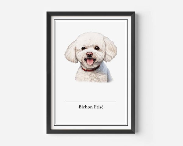 Bichon